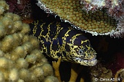 Echidna catenata Murene guelle pavee-Bonaire Sampler-16m-20180219-Denis-ADER-DSC_6735_tn